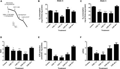 Mitochondrial Dynamics and VMP1-Related Selective Mitophagy in Experimental Acute Pancreatitis